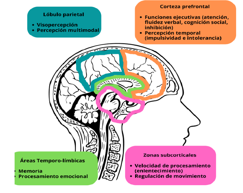 Neuropsicologia y TLP